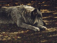 Resting Wolf Fine Art Print