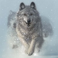 Running Wolves - Snow Plow - Square Fine Art Print