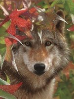 Wolf - Autumn Encounter Fine Art Print