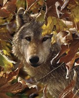 Wolf - Autumn Shadows Fine Art Print