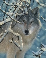 Wolf - Broken Silence Fine Art Print