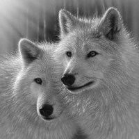 Wolves - Sunlit Soulmates - B&W Fine Art Print