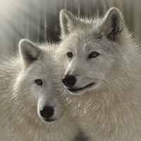 Wolves - Sunlit Soulmates Fine Art Print