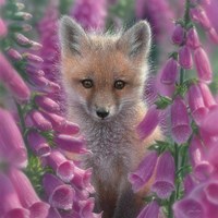 Red Fox - Foxgloves - Square Fine Art Print