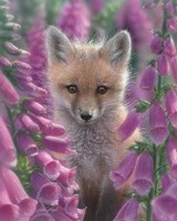 Red Fox - Foxgloves Fine Art Print