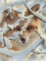 Red Fox - Hide and Seek Fine Art Print