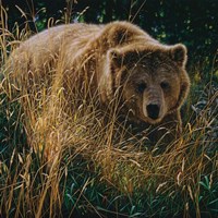 Brown Bear - Crossing Paths Fine Art Print