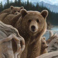 Brown Bears - Backpacking - Square Fine Art Print