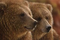 Brown Bears - Lazy Daze Fine Art Print