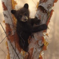 Curious Cub I Fine Art Print
