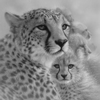 Cheetah Mother and Cubs - Mother's Love - Square - B&W Fine Art Print
