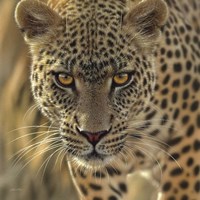 Leopard - On the Prowl - Square Fine Art Print