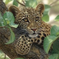 Leopard Cub - Tree Hugger Fine Art Print