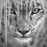 Snow Leopard - Blue Ice - B&W Fine Art Print