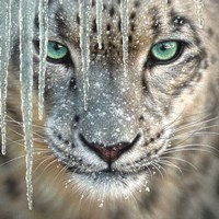 Snow Leopard - Blue Ice Fine Art Print