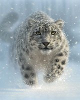 Snow Leopard - Snow Ghost - Vertical Fine Art Print