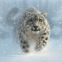 Snow Leopard - Snow Ghost Fine Art Print