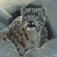 Snow Leopard - The Fortress Fine Art Print