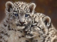 Snow Leopard Cubs - Playmates - Horizontal Fine Art Print