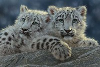 Snow Leopard Cubs Fine Art Print