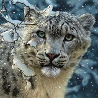 Snow Leopard Fine Art Print