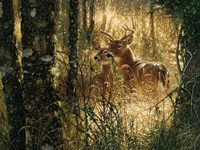 Whitetail Deer - A Golden Moment - Horizontal Fine Art Print