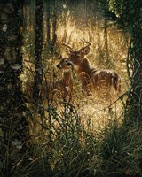 Whitetail Deer - A Golden Moment Fine Art Print