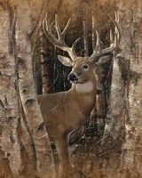 Whitetail Deer - Birchwood Buck Fine Art Print