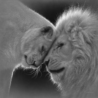 White Lion Love - B&W Fine Art Print