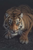 Crouching Tiger - Vertical Fine Art Print