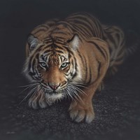 Crouching Tiger Fine Art Print