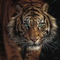 Eye of the Tiger - Square Fine Art Print