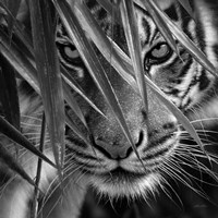 Tiger - Blue Eyes Bamboo - B&W Fine Art Print