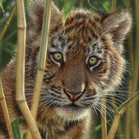 Tiger Cub - Discovery Fine Art Print