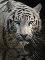 White Tiger - Into the Light Fine Art Print