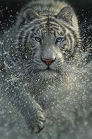 White Tiger - West and Wild Fine Art Print