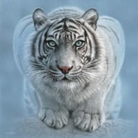 White Tiger - Wild Intentions Square Fine Art Print