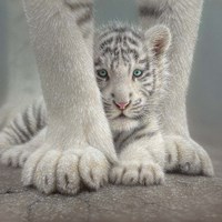 White Tiger Cub - Sheltered Fine Art Print