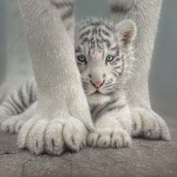 White Tiger Cub - Sheltered Framed Print