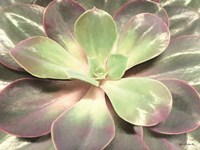 Glowing Succulent I Fine Art Print
