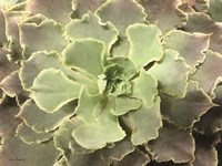 Glowing Succulent II Fine Art Print