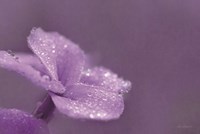 Purple Dew Fine Art Print
