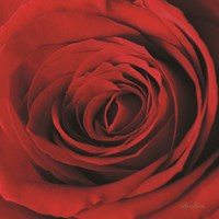 The Red Rose II Fine Art Print