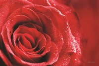 Red Rose After Rain Fine Art Print