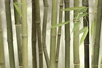 Backlit Bamboo I Fine Art Print