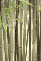 Backlit Bamboo II Fine Art Print