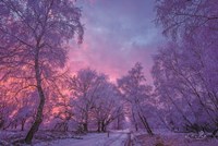 Winter Wonderland Fine Art Print