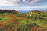 Flowers of Madeira Fine Art Print