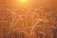 Golden Morning Fine Art Print