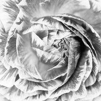 Ranunculus Abstract IV BW Light Fine Art Print